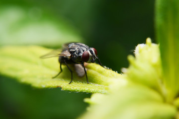 fly and incect