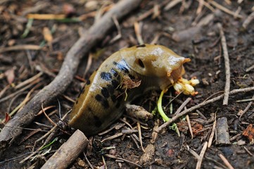 Slug moving on the wet forest floor amongst twigs and pine needles