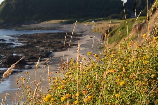 Grass and yellow flowers with a rocky beach in the background.