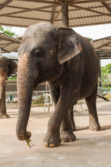 Naklejka premium Elephant show in Thailand.