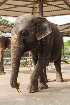 Elephant show in Thailand.