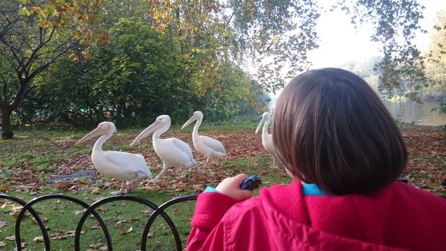 Ni&ntilde;o mirando pel&iacute;canos