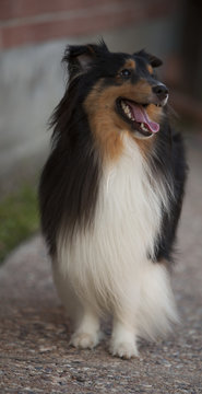 Shetland Sheepdog Pet