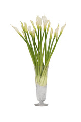 Zantedeschia Flower in glass vase