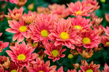 Colorful Zinnia Flower