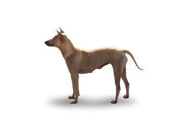 Thai brown dog