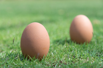 Eggs in the green grass