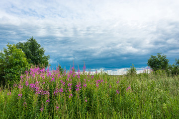 Summer landscape with Ivan-tea.