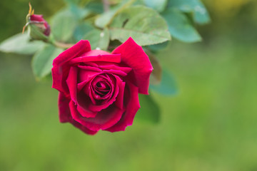 Pink or red rose flower in the garden