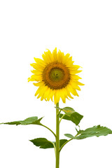 Sunflower isolated on white