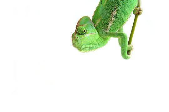 chameleon