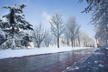 Trees and sidewalk in winter