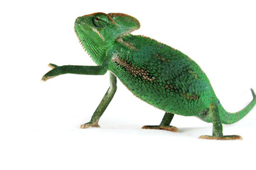 chameleon © Natallia Vintsik