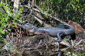 Alligator in the Everglades, Florida, USA