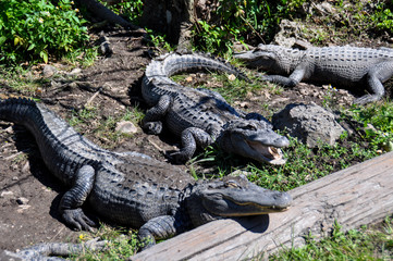 Alligators in the Everglades, Florida, USA