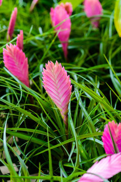 bromeliad or vriesea splendens flower
