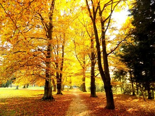 Fototapeta premium Path in forest park in fall