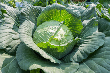 Obraz premium Cabbage in the vegetable garden