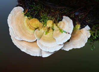 Bracket Fungus, Polypore 