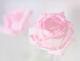 Fototapeta premium pink rose