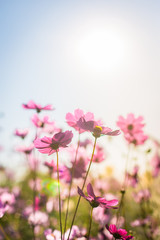 Fototapeta na wymiar Abatract.Sweet color cosmos flowers in bokeh texture soft blur f