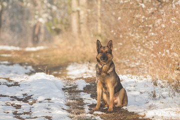 Deutscher Schäferhund