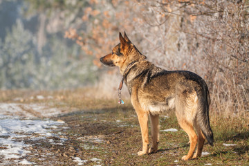Deutscher Schäferhund
