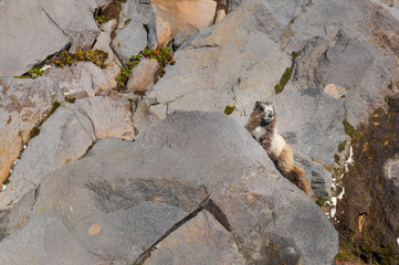 Marmot, Mount Rainier National Park, Washington, USA