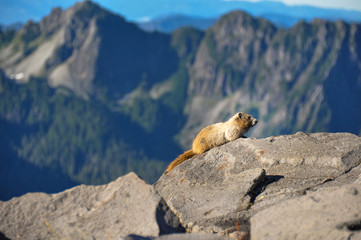 Marmot, Mount Rainier National Park, Washington, USA