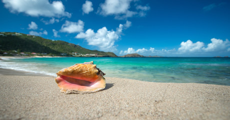 Big shell on the beach