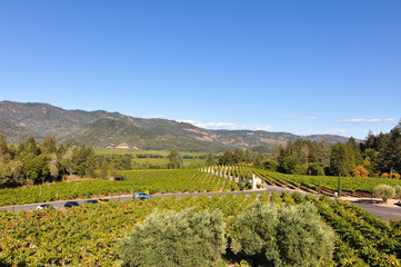 Fototapeta na wymiar Napa Valley Vineyards, California, USA