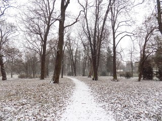 Snowy path in forest park