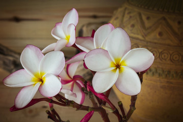 Fototapeta na wymiar (Soft sepia and antique colour tone) Sweet pink yellow flower pl