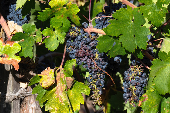 Grapes In Wineyard, Napa Valley, California, USA
