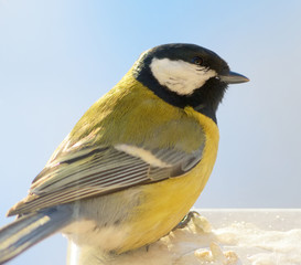 Blue tit on windowsill