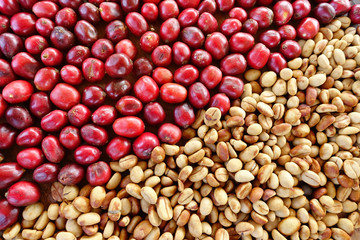 Coffe beans and fresh berries beans backgourng