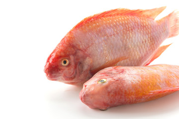 Obraz premium Red Tilapia