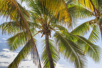 sous les palmes des cocotiers de Grande Anse, île de la Réunion 