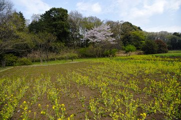 菜の花畑
