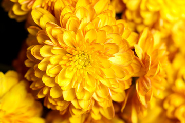 Beautiful of yellow Garden Dahlia flower