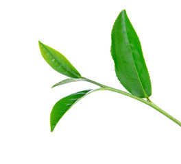 Green tea leaf isolated on white background