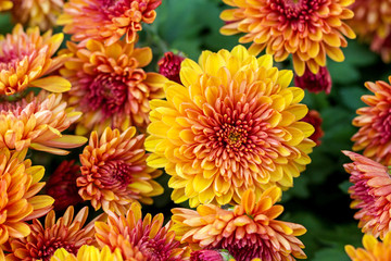 Beautiful of yellow Garden Dahlia flower
