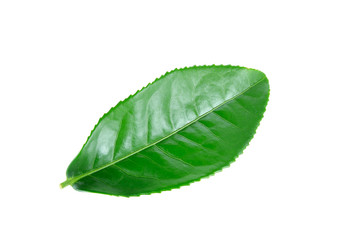 Obraz premium Green tea leaf isolated on white background