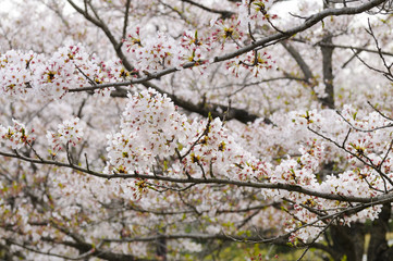 Fototapeta premium 桜