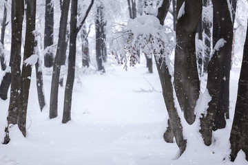 Trail in the forest covered in heavy snow