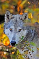 Timber Wolf peaking out from behind bushes