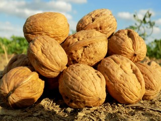 Walnuts in nutshell on field