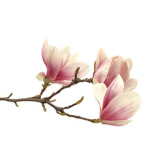 Naklejka na ściany i meble magnolia 