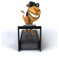 Fun camel
