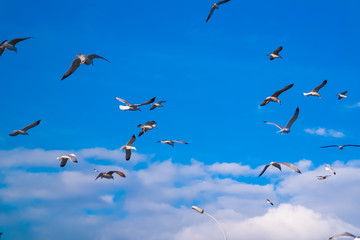 Flying birds in the sky